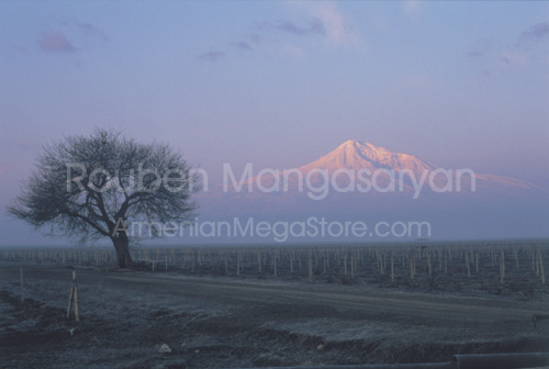 Tree on Ararat Valey